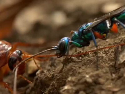애벌레에게 줄 바퀴벌레를 사냥한 는쟁이벌