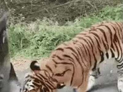 조선시대 길냥이