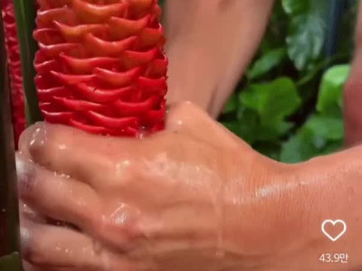 천연샴푸로 쓰인다는 식물