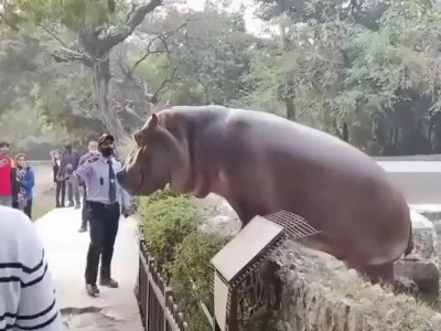 ㄹㅇ 큰일날뻔한 최근 동물원 하마 사건