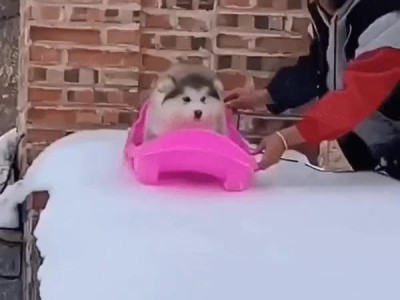 썰매 타다 넘어진 강아지.gif