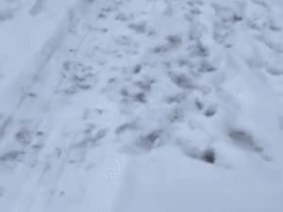 썰매 타는 댕댕이.gif