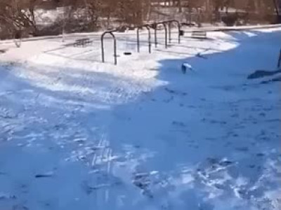 눈썰매타는 댕댕이