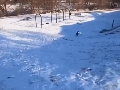 혼자서 눈썰매를 타는 강아지.gif