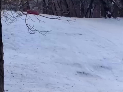 눈썰매를 좋아하는 멍멍이