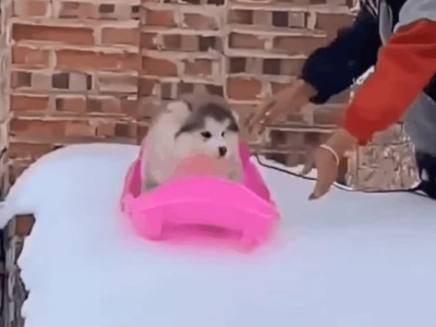 썰매타는 댕댕이.gif