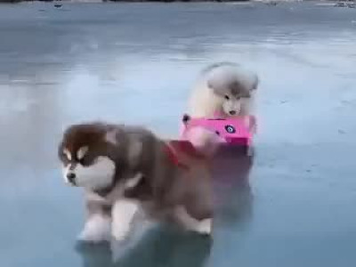 썰매 데이트.gif