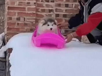 고양이 유령이 씌인 만화.manga