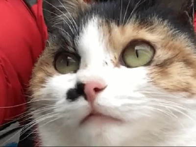 여우가 인간으로 변신하는.manhwa