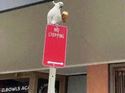 여고생이 등교길에 길빵하는 Manhwa