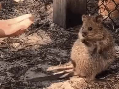 쿼카 여친.manhwa