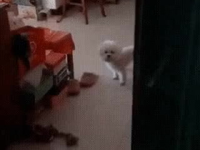 신발 다 찢어발기는 개 참교육하는 만화