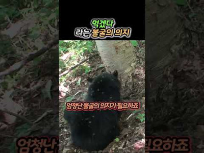 미련 곰탱이의 서사