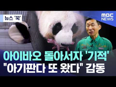 아이바오 돌아서자 '기적'. "아기판다 또 왔다" 감동