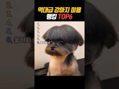 역대급 강쥐 미용 랭킹 TOP6