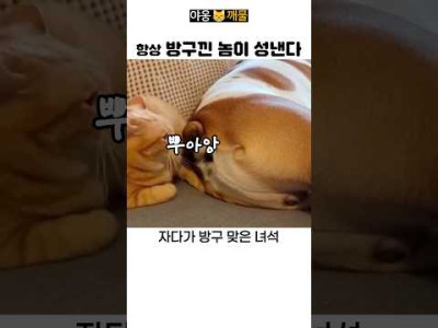 개 방귀에 엉따귀 날리는 냥이 ㅋㅋ
