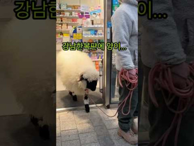 신사역에 출몰한 애완양이