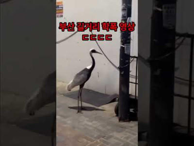 부산 길거리 학폭 영상