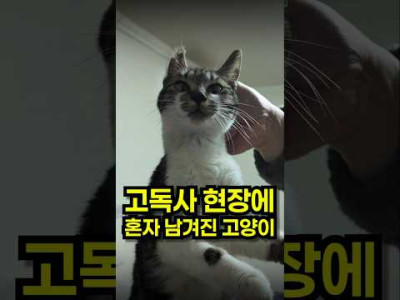 반려동물 키우다가 고독사하면..